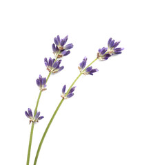 Fototapeta premium Branches of beautiful lavender flowers on white background