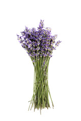 Fototapeta premium Bunch of beautiful lavender flowers on white background