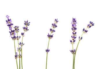 Branches of beautiful lavender flowers on white background