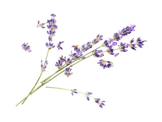 Branches of beautiful lavender flowers on white background