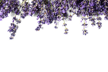 Branches of beautiful lavender flowers on white background
