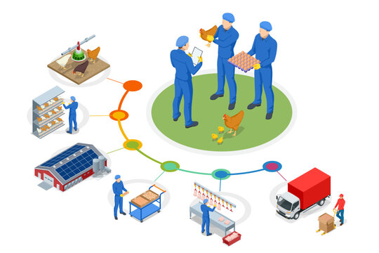 Isometric Poultry farming. Poultry farm building, production of chicken meat, eggs, poultry products. Free-range chicken on an organic farm, freely grazing on a meadow. Organic farming