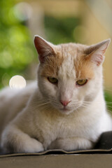 gato con mirada misteriosa