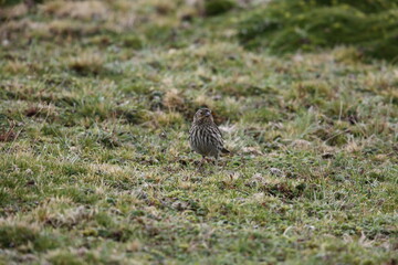 The plain-colored seedeater (Catamenia inornata) is a species of bird in the family Thraupidae. This photo was taken in Ecuador.