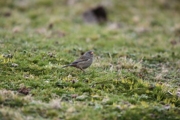 Fototapeta premium The plain-colored seedeater (Catamenia inornata) is a species of bird in the family Thraupidae. This photo was taken in Ecuador.