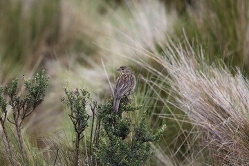 The plain-colored seedeater (Catamenia inornata) is a species of bird in the family Thraupidae. This photo was taken in Ecuador.