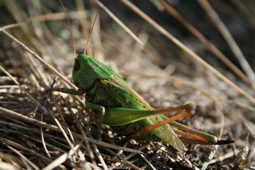 Vivid green grasshopper with large compound eyes and intricate wings perched motionless on the textured ground.