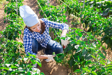 Female farmer harvests bell peppers on farm field