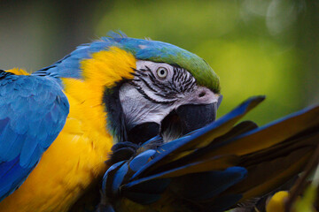 Parrots playing together