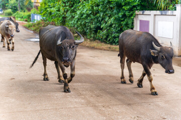 Close up of an Asian buffalo with a blurred background