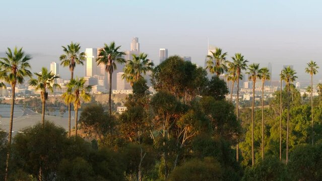 California USA aerial travel tourism footage 4K. Drone flying along tall green palm trees trunks. Palms on Hollywood hills with scenic Los Angeles downtown panoramic cityscape view at golden sunrise