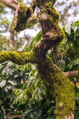 green moss on tree in the forest