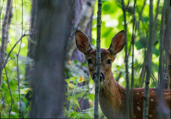 Close up of a white-tailed deer (Odocoileus virginianus) fawn with spots in the forest thinking it’s hidden behind a single sapling tree. Selective focus, background blur, foreground blur.
