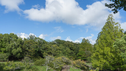 Fototapeta na wymiar 日本の夏の風景｜樹木と青空