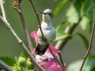 Hummingbird Perched: A ruby throated hummingbird is perched on hibiscus bush branch with pollen on it