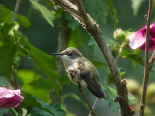Hummingbird Perched: A ruby throated hummingbird is perched on hibiscus bush branch with pollen on it © Jennifer Davis