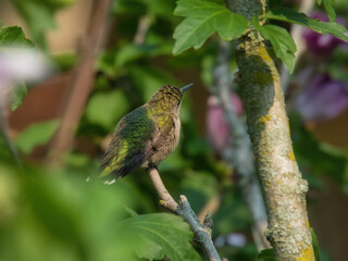 Hummingbird Perched: A ruby throated hummingbird is perched on hibiscus bush branch