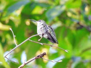Hummingbird Perched: A ruby throated hummingbird is perched on tree branch
