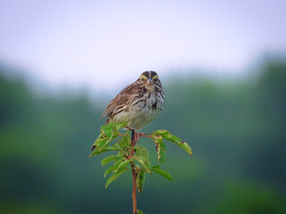 Sparrow on a Branch: A Savannah sparrow bird perched on the top of a prairie plant with the forest blurred in the background