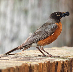 American Robin Bird with Mulberry in its Beak