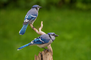 Blue Jays on a perch