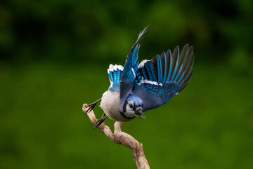 blue Jay flying off a perch