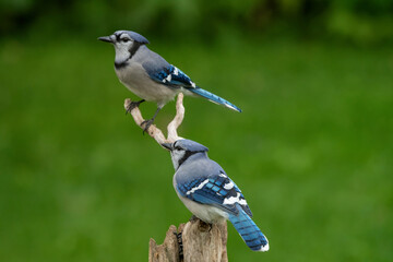 blue jays perched on a branch