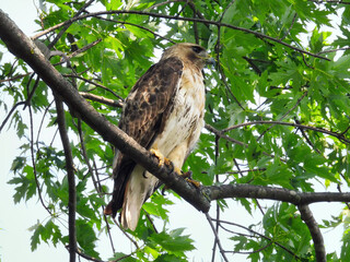 Red-Tailed Hawk Perched in a Tree Top