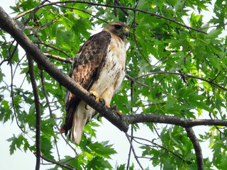 Red-Tailed Hawk Perched in a Tree Top