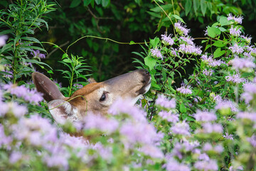 A Doe White-Tailed Deer Eats Bee Balm and Leaves for Breakfast