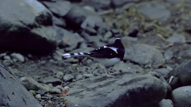 a white-crowned forktail Enicurus leschenaulti on river rock searching for food, natural bokeh background