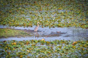 Blue Heron Bird Hunts for Fish in a Clearing in a Lily Pad Covered Pond