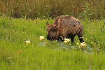 Very Old Bison Living out Her Last Days in Peace at Paynes Prairie 