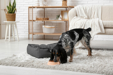 Cute cocker spaniel drinking water from bowl in living room
