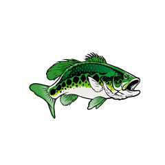 Illustration of a mouth bass fish on a white background, vector illustration