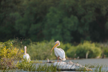 Photo of a graceful heron perched on a log in the Danube Delta reservation Wild birds fly Danube...