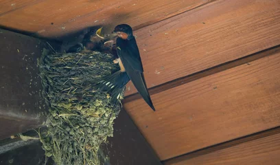 Tuinposter Barn Swallow Feeding Babies: An adult barn swallow bird feeding hungry baby barn swallows in a mud bird next in the eve of a picnic shelter © Jennifer Davis