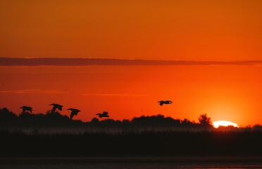 Fototapeta na wymiar Photo of birds soaring over a serene lake at sunset in the Danube Delta reservation Wild birds fly Danube Delta