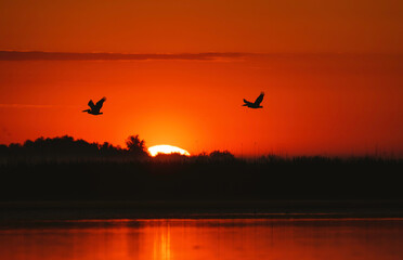 Photo of birds in flight over a serene body of water in the Danube Delta reservation Wild birds fly Danube Delta