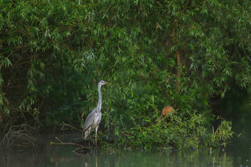 Photo of a heron standing gracefully on a branch in the tranquil waters of the Danube Delta Wild birds fly Danube Delta