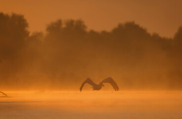 Photo of two birds soaring above a serene body of water in the Danube Delta reservation Wild birds fly Danube Delta