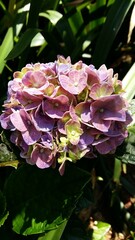 hydrangea flower