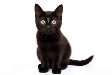 black cat isolated on white