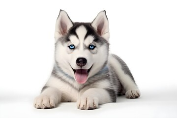 siberian husky puppy on white background
