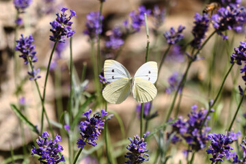 Cabbage white butterfly flies between lavender flowers