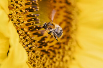 Bumblebee covered in pollen flies in front of the flower of a sunflower