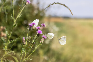 Cabbage white butterflies visiting thistle flowers at the edge of a field