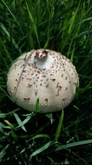 mushroom in the grass