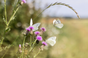Cabbage white butterflies visiting thistle flowers at the edge of a field