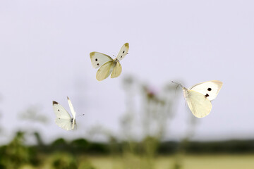 three cabbage white butterflies fly in the air over a field